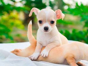 Auténticos Cachorros Chihuahua Mini Toy - Fotos Reales