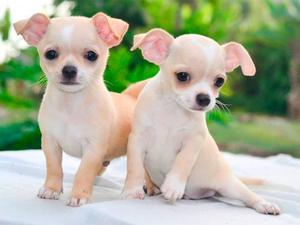 Bellos Chihuahua Miniaturas Toy Vacunados - Padres Pedigrí