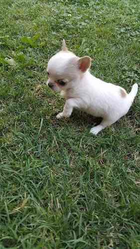 Cachorritos Chihuahuas Miniaturas, Padres Pedigri Miniaturas