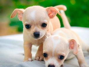 Cachorros Chihuahua Mini Toy - Hacemos Entrega A Provincia