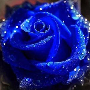 Hermosas, Exóticas Flores Rosas Rosales Azules Semillas
