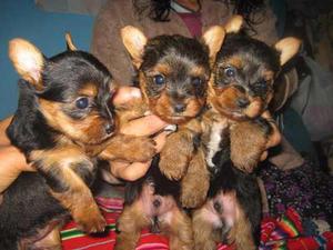 Hermosos Cachorros Yorhkshire Terrier Toy De Raza Pura