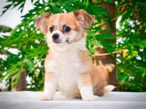 Lindo Cachorro Chihuahua Toy Pelo Largo Padres Pedigrí