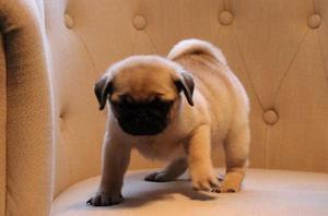 Pug con Pedigree