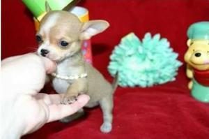 Cachorros Chihuahua Toy Padre Presente