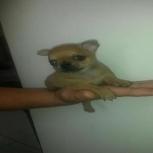 Chihuahua Toy Pedigri Plateado Hembra