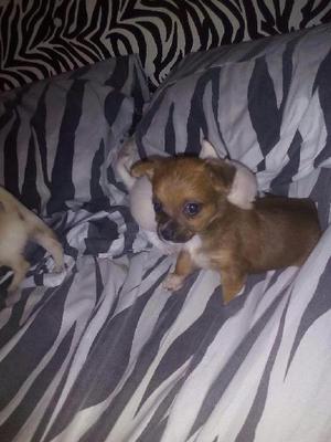 Hermosas Chihuahuas de 2 Meses