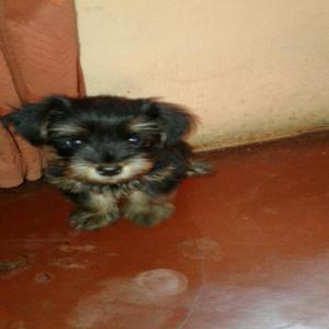 Vendo Lindo Cachorro Raza Yorkshire