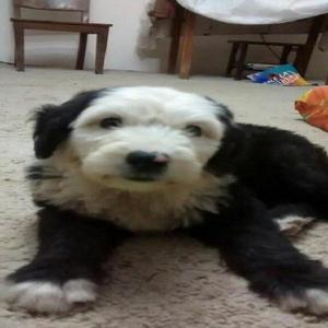 Vendo Perrito de Raza Pastor Ingles