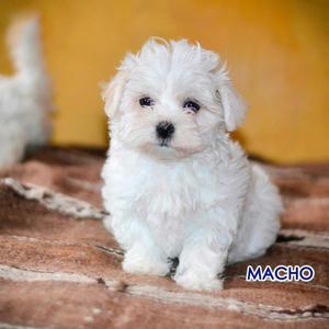 Bichon Maltes