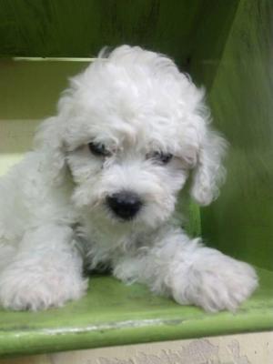 Bichon frise, linda cachorrita, hembra, vacunada y