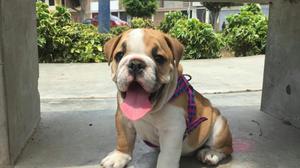 Bulldog Ingles Hembra 3 Meses Venta Ya