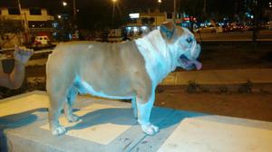 Bulldog Monta Incluye Cesarea