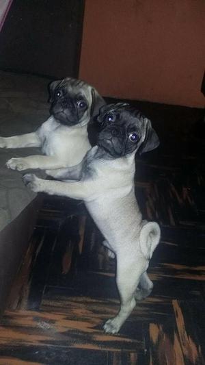 CACHORRO PUG