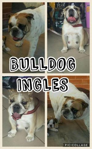 Cachorrita Bulldog Ingles