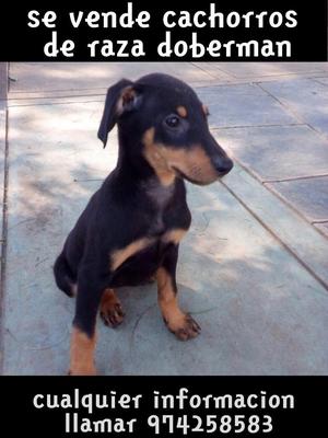 Cachorrita Doberan de Un Mes