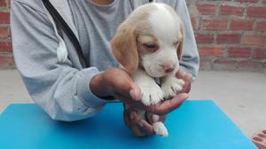 Cachorro Beagle Bicolor Machito