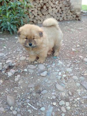 Cachorro Chow Chow