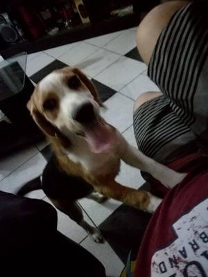 Cachorro beagle ♥