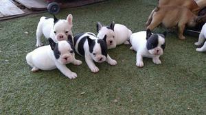 Cachorros Bulldog Frances