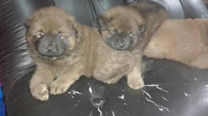 Cachorros Chow Chow