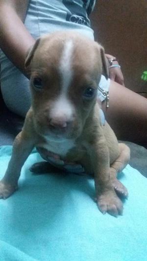 Cachorros Pitbull Red Nouse