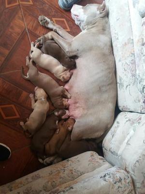 Cachorros Pitbulls