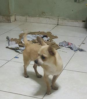 Chihuahua Macho