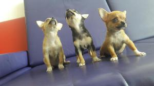 Chihuahuas Cachorritos