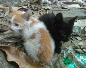 Gatitos para Adopción Iquitos