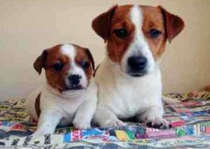 Jack Russell Padres Full Pedigree