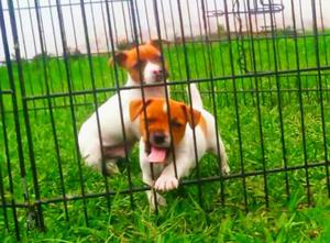 Jack Russell Padres Importados Pedigree