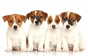 Jack Russell Padres Importados Pedigree