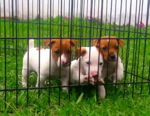 Jack Russell Patas Cortas Pedigree