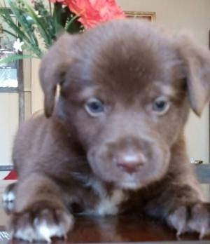 Labrador, lindo cachorrito chocolate, macho.