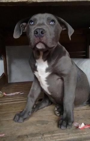 Pitbull Blue Nose