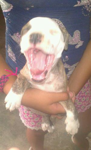 Pitbull Cachorros