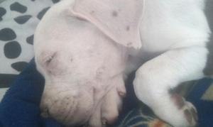 Pitbull Fusion Bully
