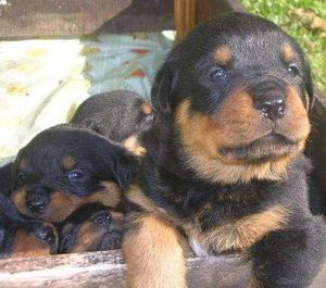 ROTTWEILER DE BUENA ESTRUCTURA