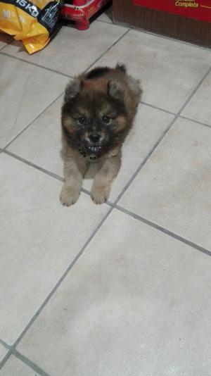 Se Vende Chowchow