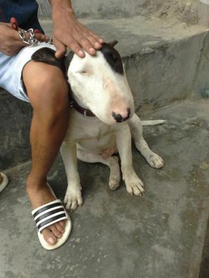 Servicio de Monta Bullterrier Comas