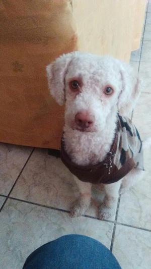 Servicio de Monta Poodle French