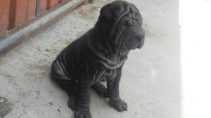 Sharpei