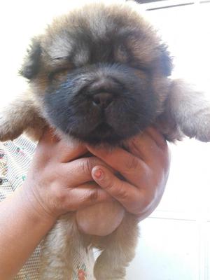 Sharpei en venta