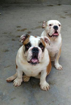 VENTA BULLDOG INGLES