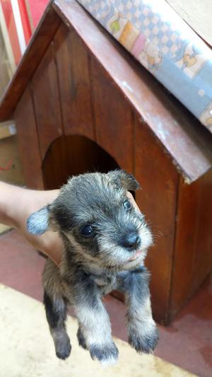 Vendo Cachorro Tos Shnauzer.