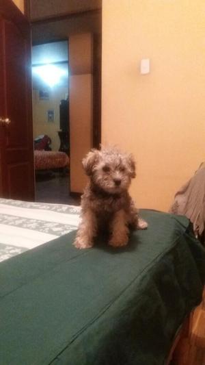 Vendo Cachorros Schnauzer Hembra Y Macho