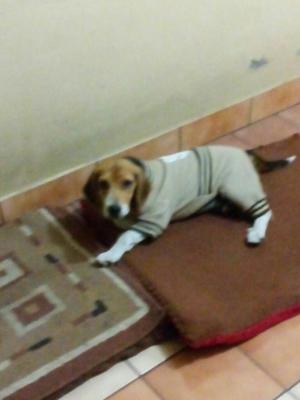 Vendo Hermoso Beagle Cachorro de 4 Meses