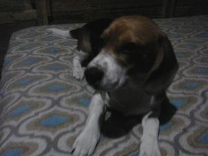 Vendo Hermoso Cachorro Beagle Macho