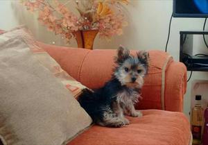 Vendo Yorkshire Terrier